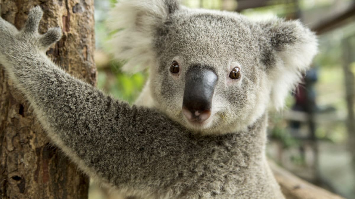 Coloriage gratuit Koala à imprimer