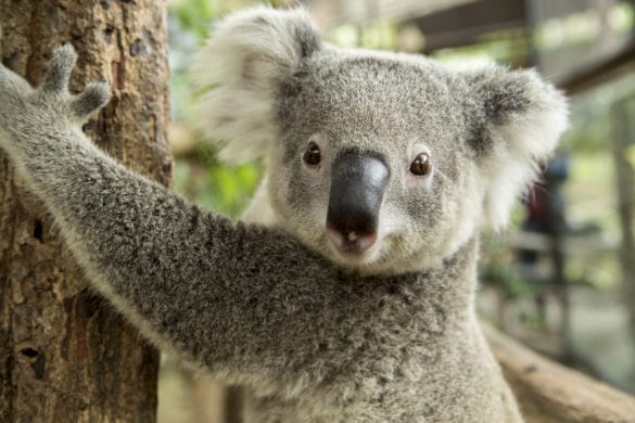 koala adulte dans un arbre
