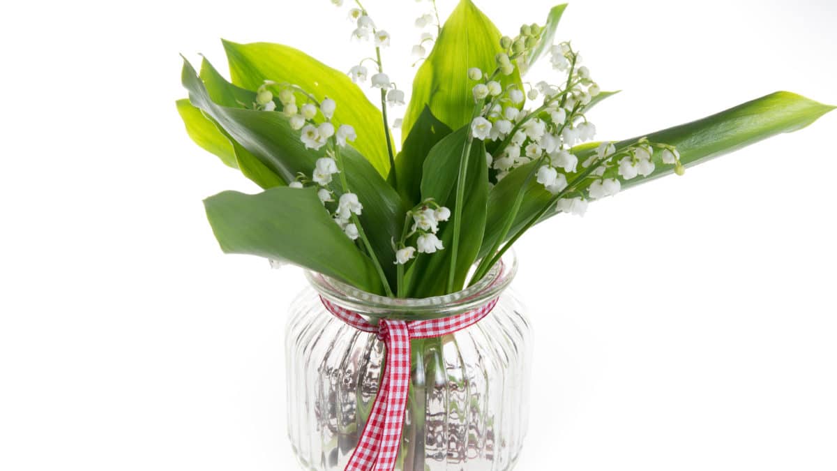 1er mai et muguet : coloriage et activité manuelle