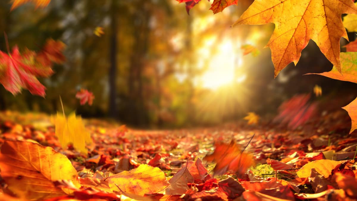 Les activités à faire cet automne en région parisienne