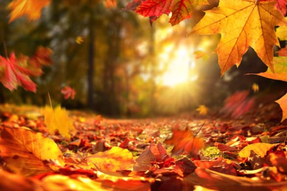 feuilles d'automne et luminosité