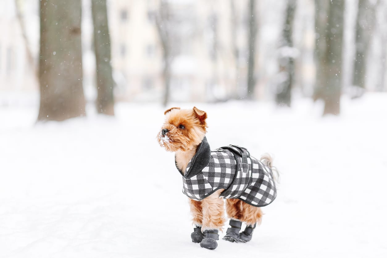 chien avec manteau et bottines dans la neige