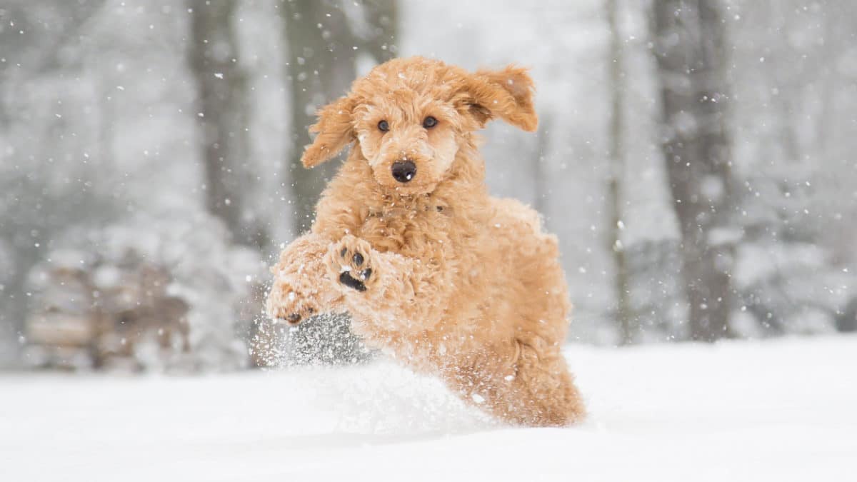Puis-je laisser mon chien dehors l’hiver ?