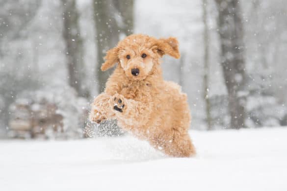 chien qui court dans la neige