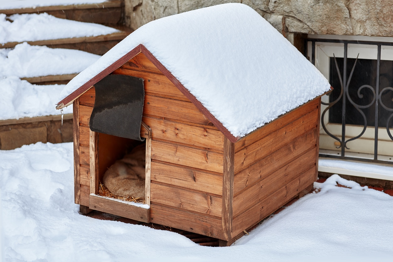 chien dans une niche et neige