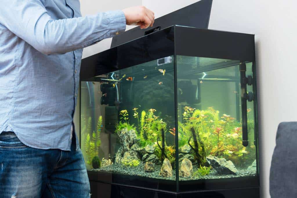 homme positionné devant un aquarium