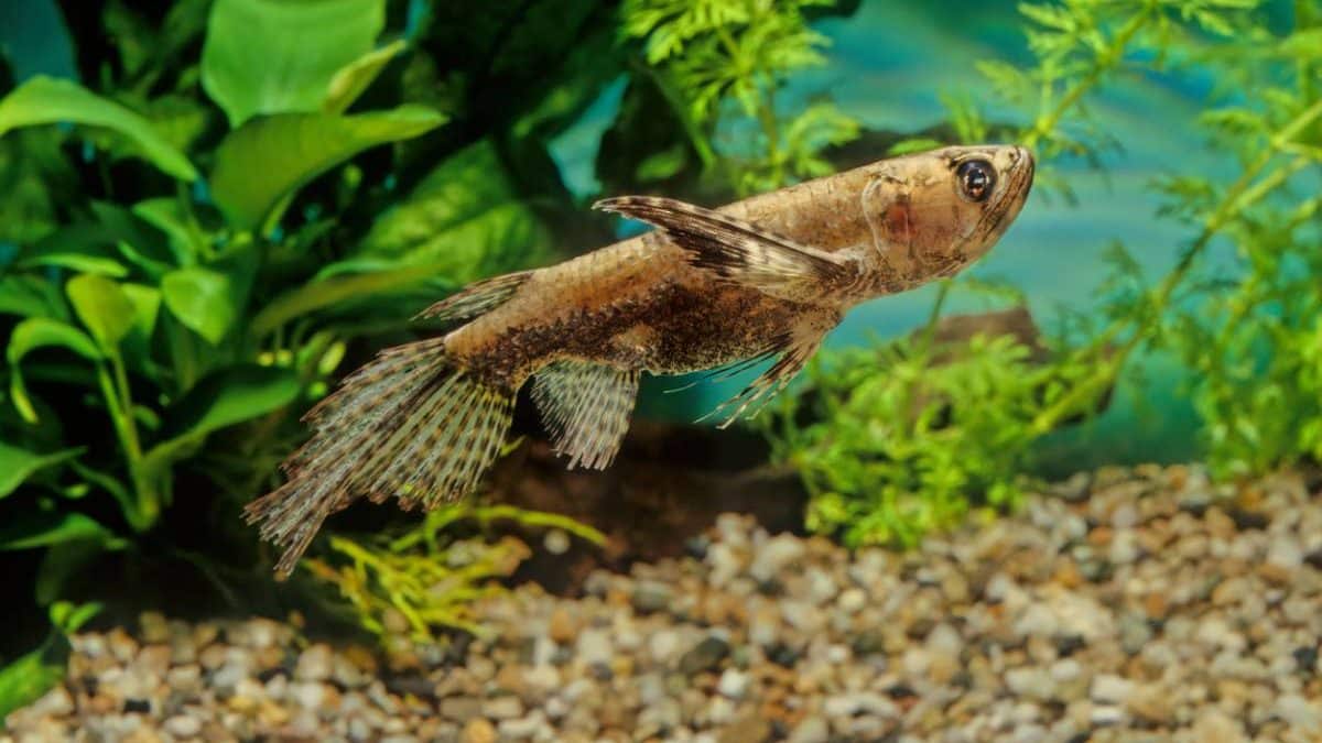 Comment choisir les bonnes plantes pour décorer votre aquarium ?